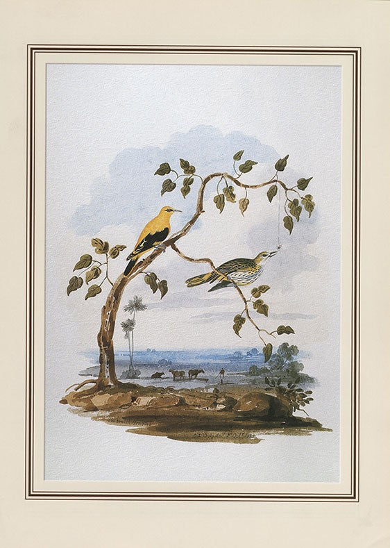 Golden Oriole (oriolus Oriolus)