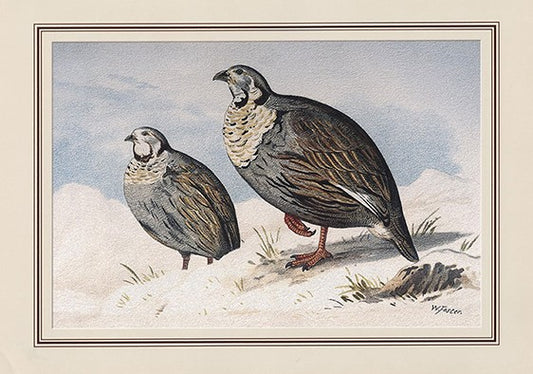 Himalayan Snowcock (tetraogallus Himalayensis)