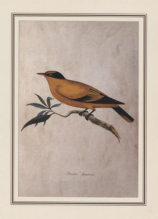 Indian Black-nape Oriole (oriolus Chinensis)