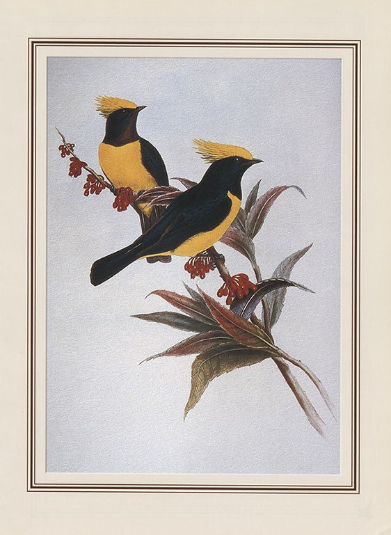 Sultan Tit (melanchlora Sultanea)