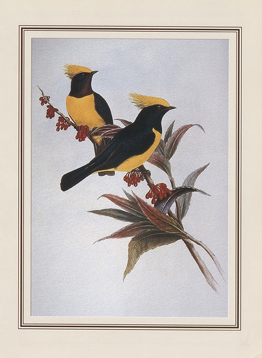 Sultan Tit (melanchlora Sultanea)