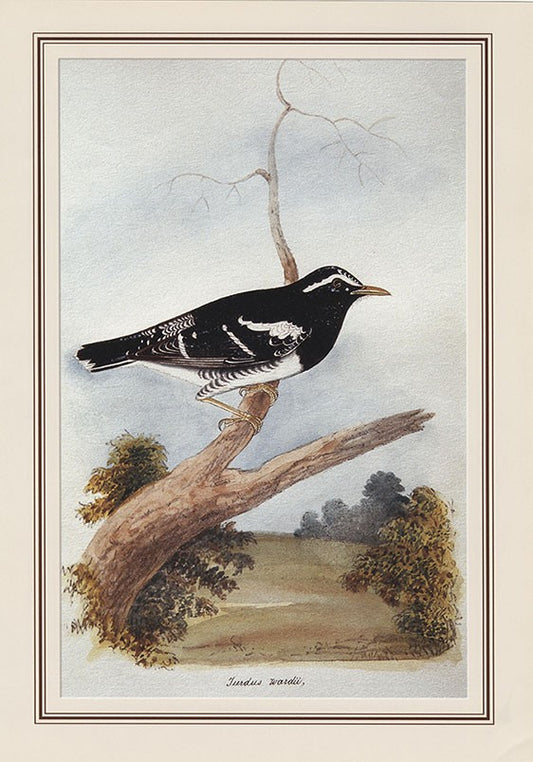 Pied Thrush (zoothera Wardii)