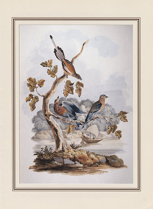 A Pair Of Rollers And Treepie