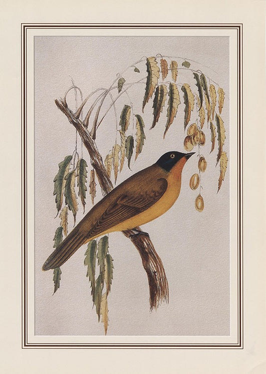 Ruby-throated Bulbul (pycnonotus Melanicterus Gularis)