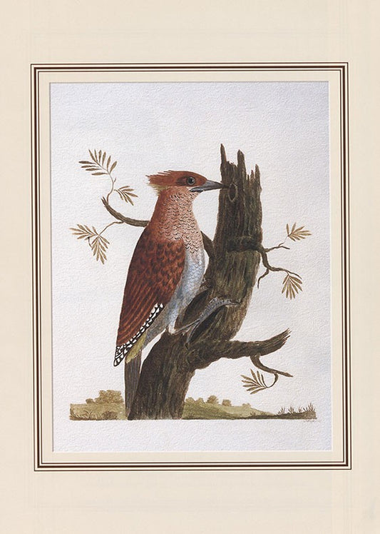 Rufous Woodpecker (celius Brachyurus)