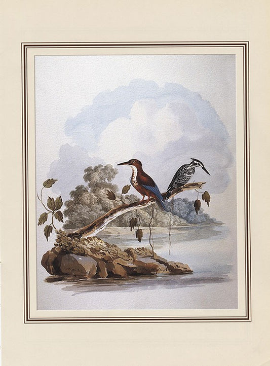 White-breasted Kingfisher And Pied Kingfisher