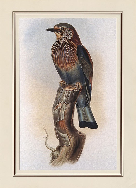 Indian Roller / Blue Jay (coracias Benghalensis)