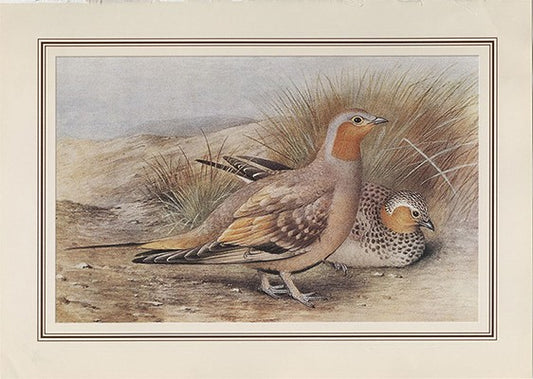 Spotted Sandgrouse (ptrecoles Senegallus)