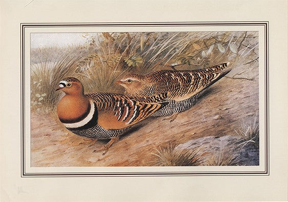 Painted Sandgrouse (pterocles Indicus)