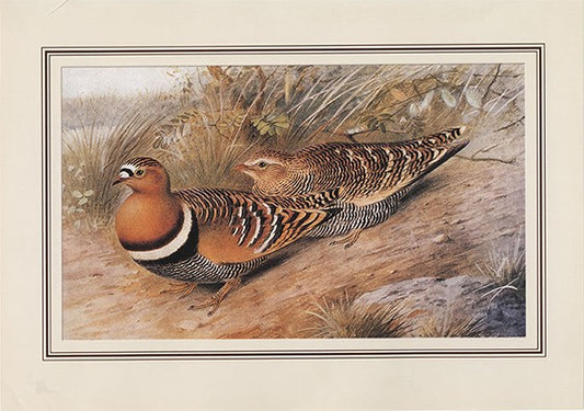 Painted Sandgrouse (pterocles Indicus)