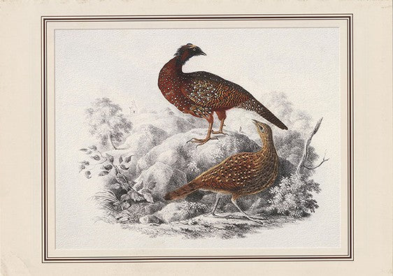 Western Tragopan (tragopan Melanocephalus)