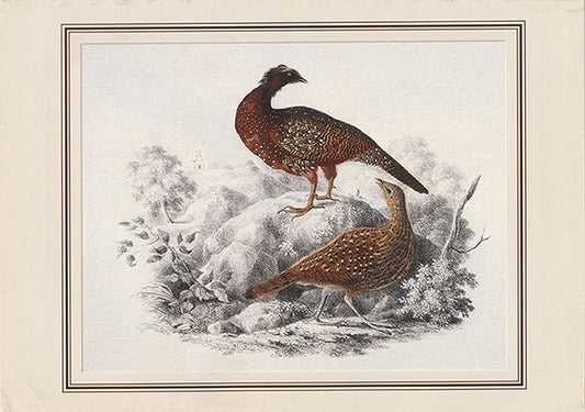 Western Tragopan (tragopan Melanocephalus)