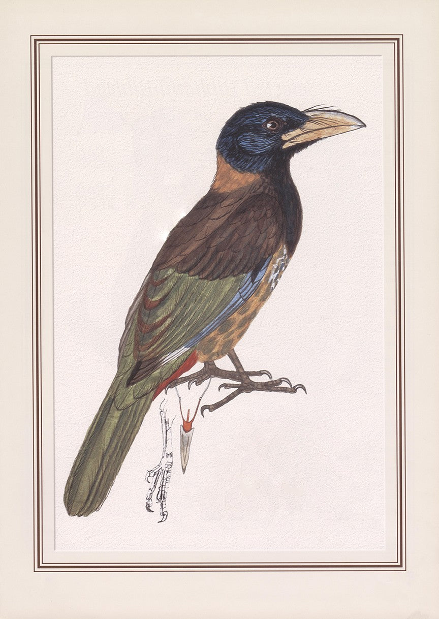 Great Barbet (megalaima Virens)