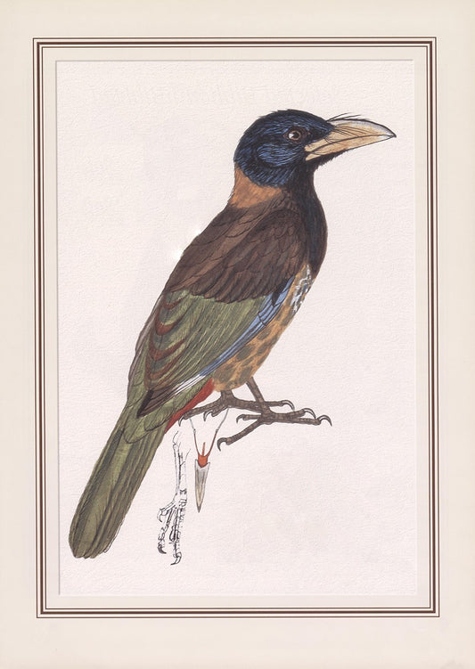 Great Barbet (megalaima Virens)
