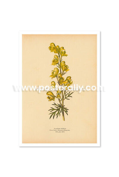 Vintage Botanical Prints - Anthora. Shop vintage botanical art prints at Posterally Studio. Bring your walls to life with botanical posters.