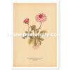 Shop Vintage Botanical Prints - Bellis Perennis or Common Daisy. Bring your walls to life with rare vintage botanical prints for home and commercial decor.