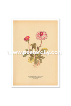 Shop Vintage Botanical Prints - Bellis Perennis or Common Daisy. Bring your walls to life with rare vintage botanical prints for home and commercial decor.