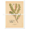 Shop Vintage Botanical Prints - Berberis Thunbergii or Japanese Barberry. Buy botanical prints and other prints and posters for home and commercial decor.