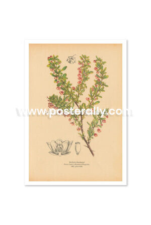 Shop Vintage Botanical Prints - Berberis Thunbergii or Japanese Barberry. Buy botanical prints and other prints and posters for home and commercial decor.