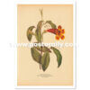 Shop Vintage Botanical Prints - Bignonia Capreolata or Crossvine. Bring your walls to life with vintage botanical prints for home and commercial decor.