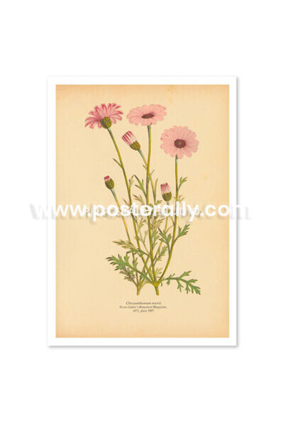 Shop Vintage Botanical Prints - Chrysanthemum Mawii or Chrysanths. Bring your walls to life with vintage botanical prints for home and commercial decor.