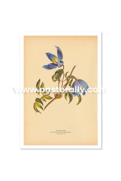Shop Vintage Botanical Prints - Clematis Alpina or Alpine Clematis. Bring your walls to life with vintage botanical prints for home and commercial decor.