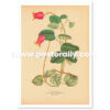 Shop Vintage Botanical Prints -Clematis Texensis or Scarlet Leather Flower. Buy botanical prints and other prints and posters for home and commercial decor.