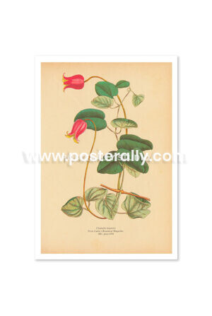 Shop Vintage Botanical Prints -Clematis Texensis or Scarlet Leather Flower. Buy botanical prints and other prints and posters for home and commercial decor.