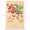 Shop Vintage Botanical Prints - Delphinium Cardinale or Scarlet Larkspur. Buy botanical prints and other prints and posters for home and commercial decor