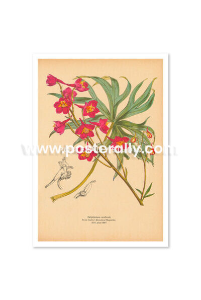 Shop Vintage Botanical Prints - Delphinium Cardinale or Scarlet Larkspur. Buy botanical prints and other prints and posters for home and commercial decor