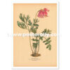 Shop Vintage Botanical Prints - Dicentra Formosa or Pacific Bleeding Heart. Buy botanical prints and other prints and posters for home and commercial decor.