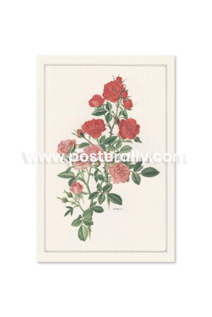 Posterally Studio Vintage Botanical Prints - Meillandina