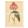 Shop Vintage Botanical Prints - Echinacea Purpurea or Purple Coneflower. Buy botanical prints and other prints and posters for home and commercial decor.