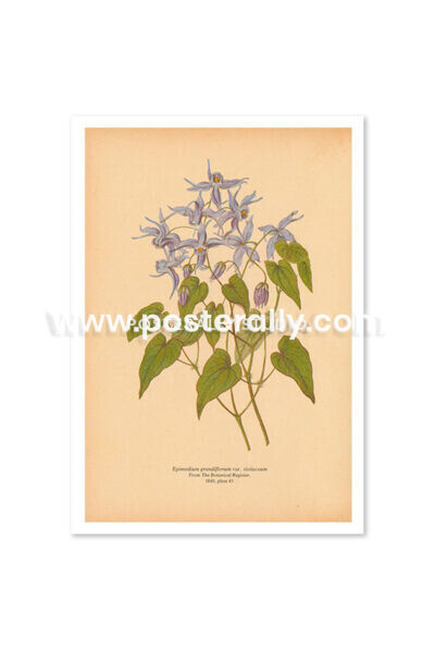 Shop Vintage Botanical Prints - Epimedium Grandiflorum or Barrenwort. Buy botanical prints and other prints and posters for home and commercial decor.