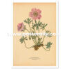 Shop Vintage Botanical Prints - Geranium Argenteum or Silvery Crane's Bill. Buy botanical prints and other prints and posters for home and commercial decor.