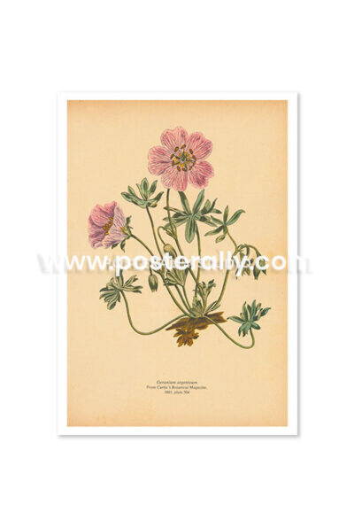 Shop Vintage Botanical Prints - Geranium Argenteum or Silvery Crane's Bill. Buy botanical prints and other prints and posters for home and commercial decor.